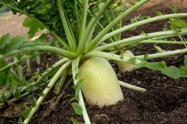 Rábanos Japoneses Daikon Crescendo Uma Fazenda Outubro — Fotografia de Stock