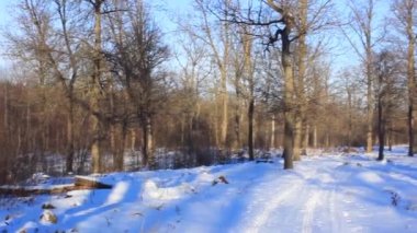 Ormanda kış geldi, çok kar düştü