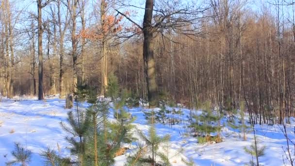 L'hiver est arrivé, les arbres ont perdu du feuillage, beaucoup de neige 