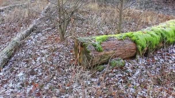 Otoño Noviembre Roble Roto Muerto Primer Plano Musgo Envuelto — Vídeos de Stock