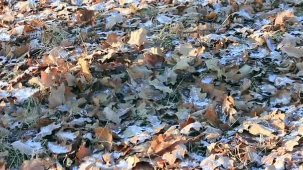 Autumn Walk November Frozen Sheet Rustling Feet — Stock Video