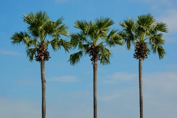 Three Slender Palm Trees Blue Sky Southeast Asia — Stock Photo, Image