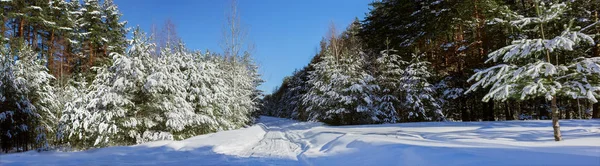 Waldweg Zwischen Bäumen Belastet Winter Panorama — Stockfoto