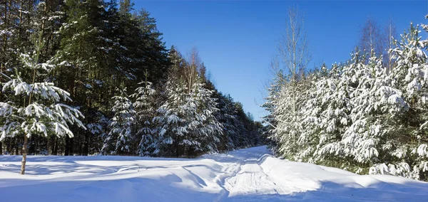 Forest road is littered with snow in winter period. February