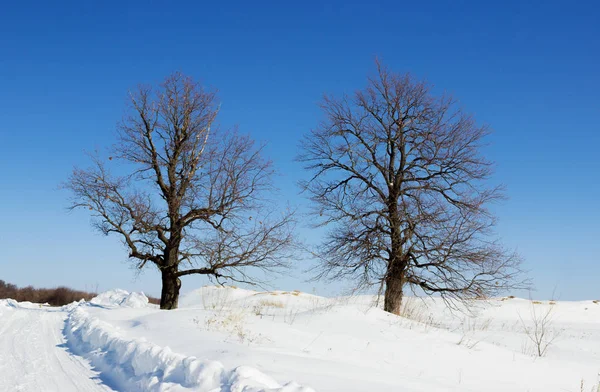 Zwei Eichen an einem sonnigen Tag im Winter — Stockfoto