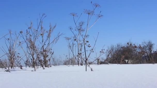 乾いた草は 風に雪の中で揺れます — ストック動画