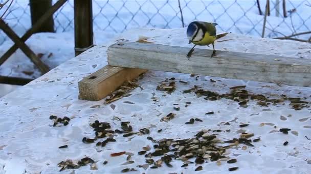 Titmouses Äta Frön Söta Lilla Norra Fåglar Mars — Stockvideo