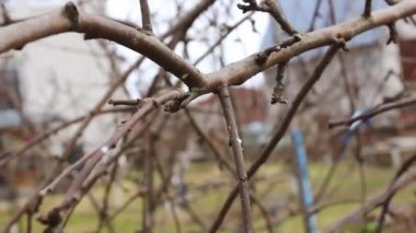 Büyük secateurs ile Nisan ayında Bahçıvan budama elma ağacı dalları
