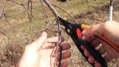 Secateurs ile baharda elma ağacı dalları budama
