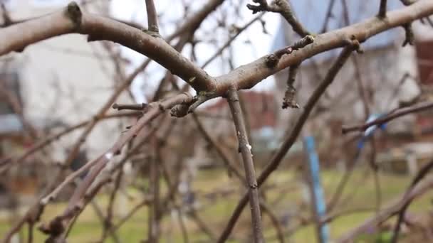 Giardiniere Potatura Rami Melo Nel Mese Aprile Con Grandi Forbici — Video Stock