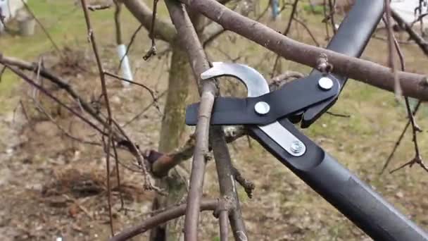 Memangkas Cabang Pohon Apel Pada Bulan April Dengan Secateurs Besar — Stok Video