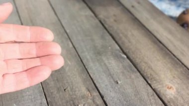 Kırsal işçilerin elinde çimlenmiş patates, denetim, doğrulama