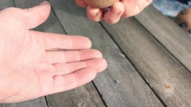 Kırsal işçi, onu ele alarak, filizlenmiş patates inceler
