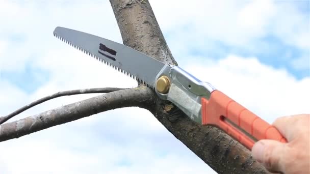 Baumschnitt Streuobstgarten Mit Der Hacksäge — Stockvideo