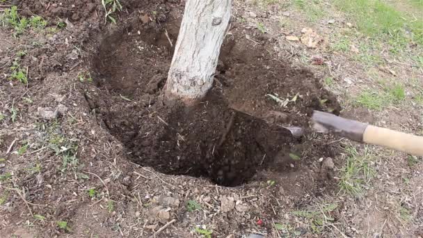 Αφαίρεση Σκάψιμο Περιττού Παλιού Δέντρου Στον Κήπο Την Άνοιξη — Αρχείο Βίντεο
