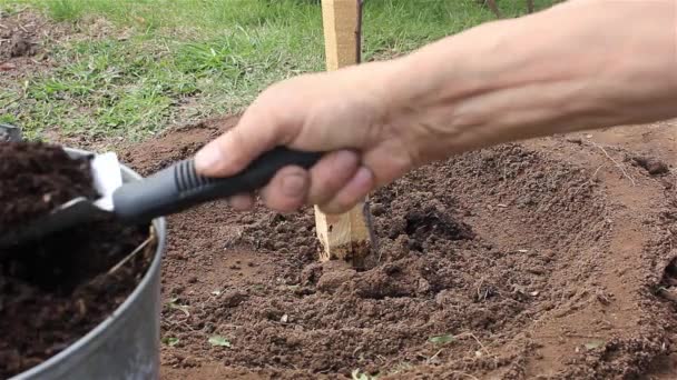 Agricultor Atado Árbol Apoyo Fertilizado Con Compost Abril — Vídeo de stock