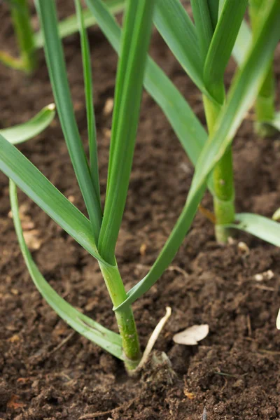 Early garlic plants on a ground in spring close up