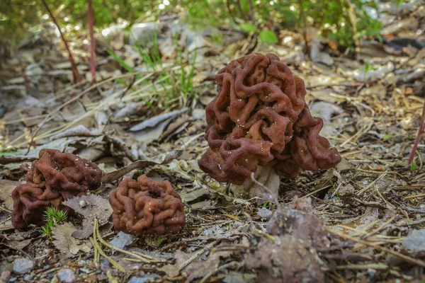 Mantar Gyromitra bir orman glade içinde. Yanlış morel