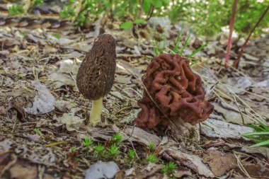 Morel Gyromitra yan yana büyüdü.