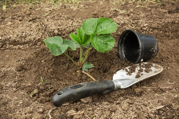 Sadzenie truskawek na ziemi. Letnich. — Zdjęcie stockowe