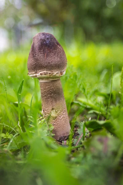 Парасольный гриб (Macrolepiota procera или Lepiota procera) не у — стоковое фото