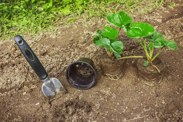 Semis de fraises avec outils de jardinage sur Soi — Photo