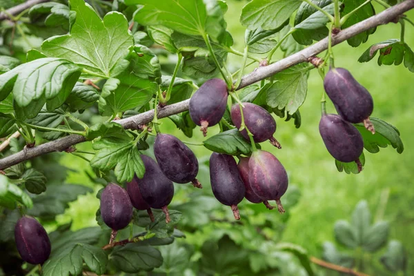 Bessen en kruisbes hybride geeft grote en smakelijke bessen — Stockfoto