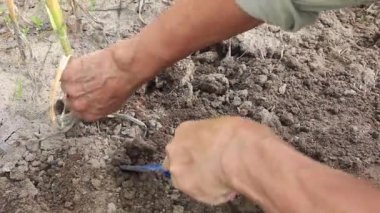 İşin arkasındaki çiftçi. Temmuz'da olgun sarımsak topluyor.