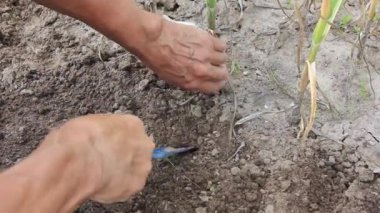 Sarımsak çoktan olgunlaştı. İşin arkasındaki çiftçi. Temmuz'da olgun sarımsak kazıyor.
