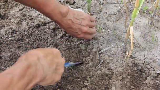 Knoflook Gerijeld Boer Achter Het Werk Hij Graas Rijpe Knoflook — Stockvideo