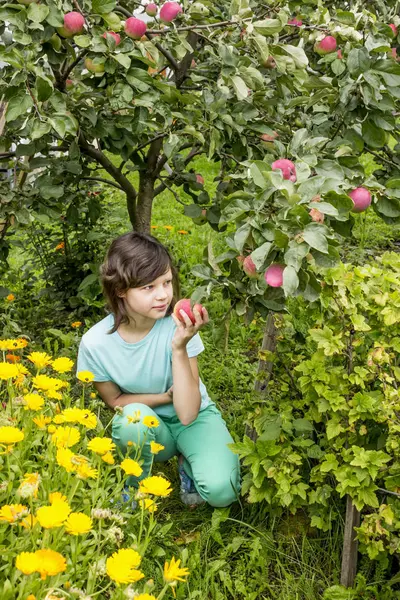 Schattig jong meisje plukken appels in Apple Tree Orchard — Stockfoto