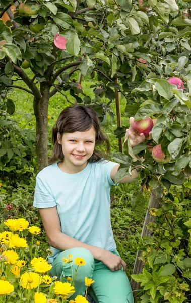 Een klein meisje plukken een appel van een boom — Stockfoto