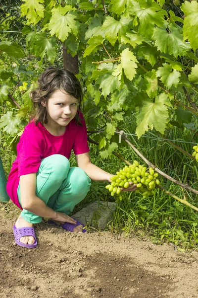 Девушка в летнем саду рядом с виноградом растений — стоковое фото
