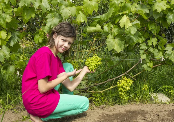 Niña en un jardín de verano cerca de las plantas de uvas. Agosto —  Fotos de Stock