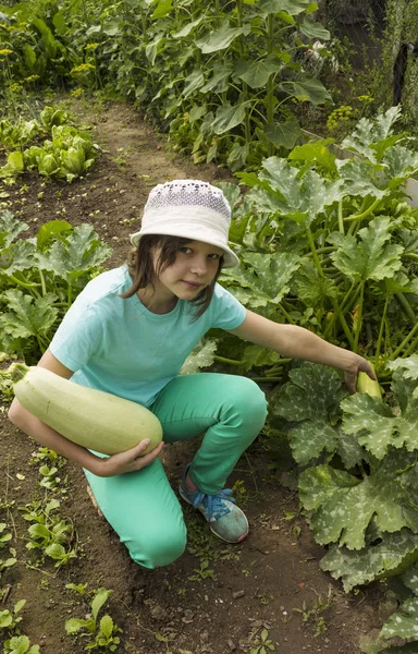 Chica y gran calabacín en el jardín en agosto — Foto de Stock