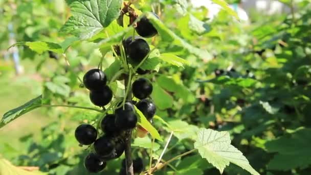 Ribes Nero Maturo Sul Cespuglio Tempo Soleggiato Agosto — Video Stock