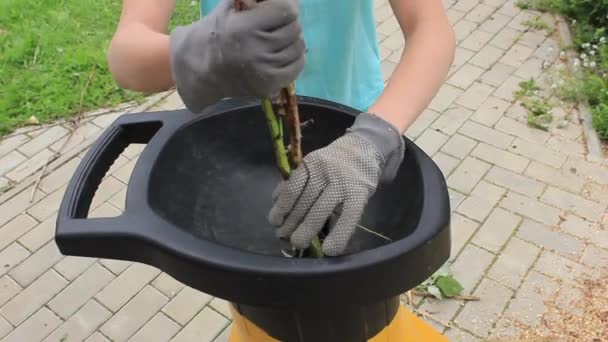 Ręce Workerwoman Który Pchnął Branchs Kruszarki — Wideo stockowe