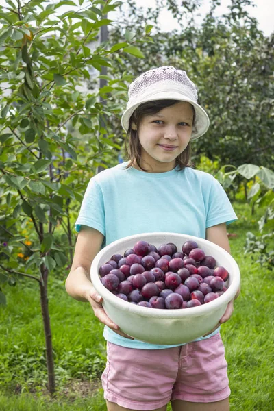 Menina com grande prato de ameixas maduras no jardim — Fotografia de Stock