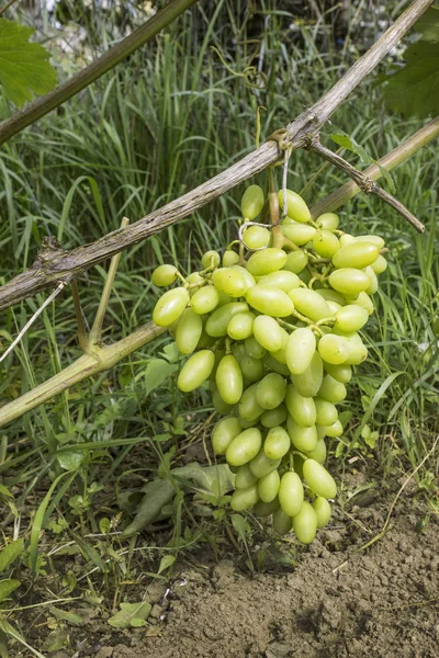 Cluster van druiven leunend het was geneigd om de aarde onder eigen Wei — Stockfoto