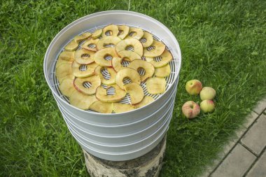 Elektrodriyer hazırlanan taze kuruelma cipsi