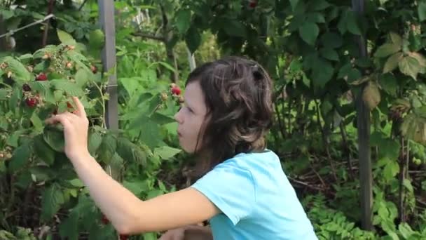 十代の女の子は庭で熟したラズベリーを見つけ それと一緒に楽しみます — ストック動画