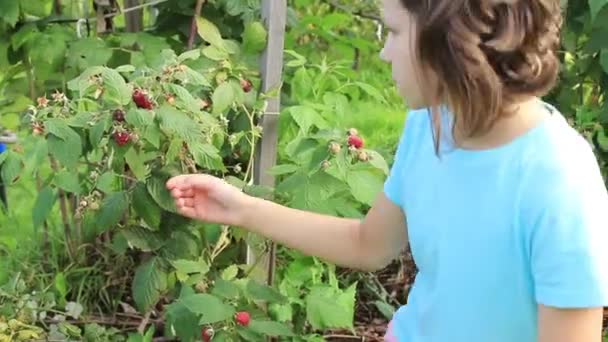 Teen Girl Gościną Ogród Maliny Zbierając Krzewu — Wideo stockowe