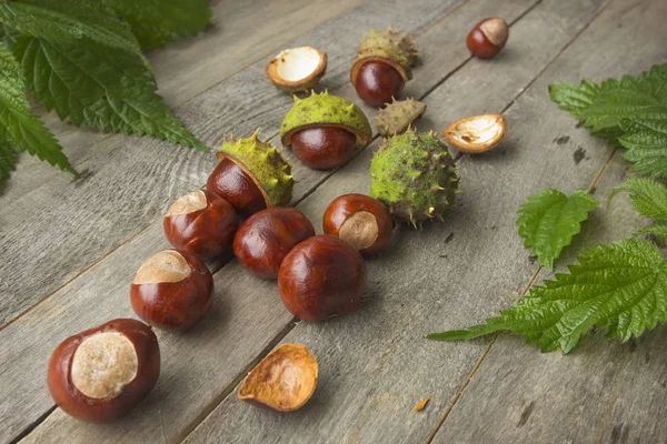 Chestnut  taken for therapeutic purposes, on grey rustic wooden — Stock Photo, Image