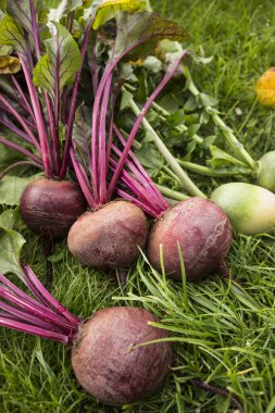 Pancar ve turplar çimlerin üzerinde. Ekim