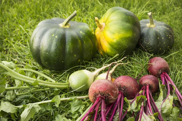 Las verduras están en el césped. Tiempo de otoño — Foto de Stock