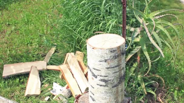 Przygotowanie Sezonu Grzewczego Siekanie Drewna Brzozowego Siekierą — Wideo stockowe