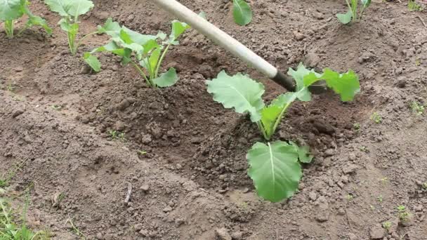 Junio Hilling Jóvenes Plantas Col Comienzo Temporada Crecimiento — Vídeo de stock