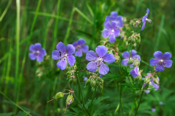 Fleurs Bleues Vives Géranium Pratense Plante Sauvage Communément Connu Sous — Photo