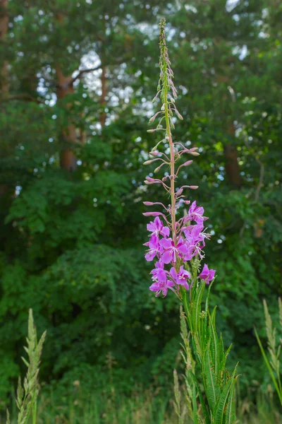 Eenbloemig Wilgenkruid Bloeiende Kleurrijke Bloem Met Zachte Groene Achtergrond Gefotografeerd — Stockfoto