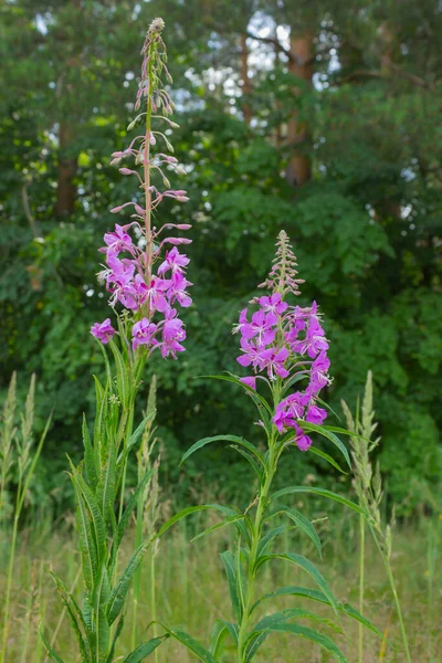 Erba Salice Margini Della Foresta Fioritura Fiore Colorato Con Morbido — Foto Stock